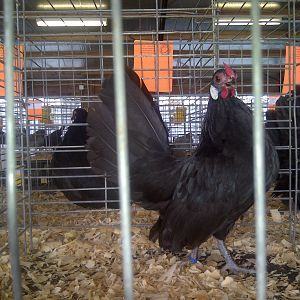 Pullet coming over to see me at Fayetteville, Ar.