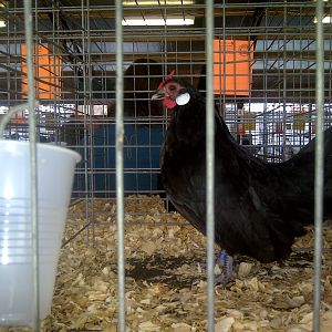Third pullet posing just a little bit at Fayetteville, Ar.