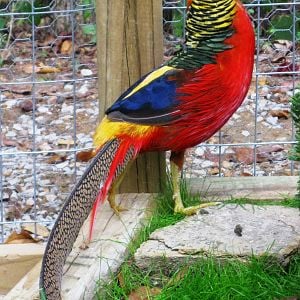 "King Tut", one of our two Red Golden roosters