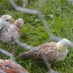 3 1/2 week old Faverolle on the left, Cubalaya on the right