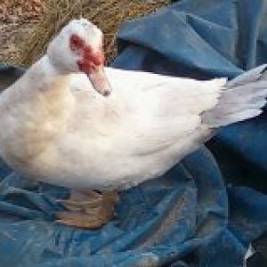 Pearl-grey drake?
