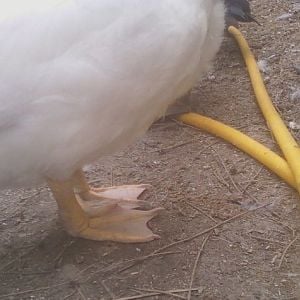 Pearl-grey drake?