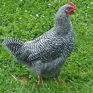 IMAG0283-1.jpg.    This is my young rooster Cogburn....