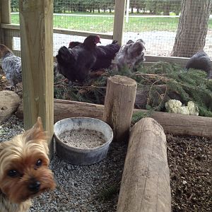 exposing the dogs to the chickens, it's a good thing!