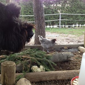 exposing the dogs to the chickens, so far all is good