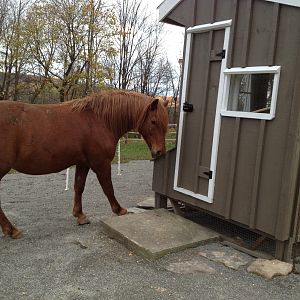 One of the horses checking out the new coop & run in one of their paddocks