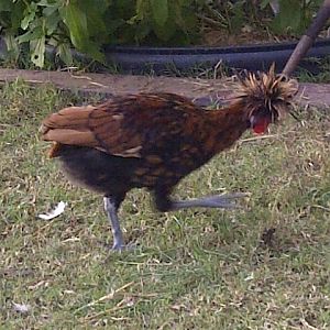 A few days back, but his tail feathers are really coming in nicely..he's much bigger now. so far all are sweet!