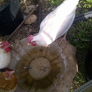 Taking turns at the bird bath for a drink while they are out roaming the yard for the day