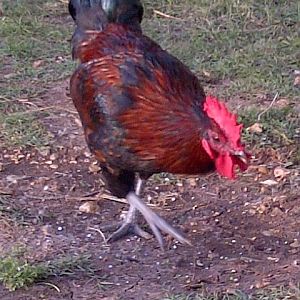 Emmett the Opera singing rooster. He has a lovely voice, but thinks he a hen?