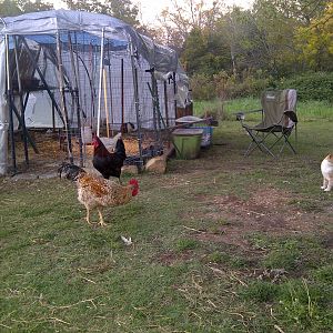 Another first time they all were let out together. Socks seems not to sure of what to think?