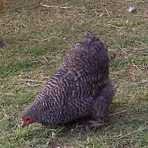 Lacy one of the bantams...she is full of spice and vinegar!