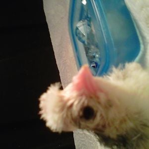 Our newest bantam polish, this one is Little Gray on his birthday April 2012