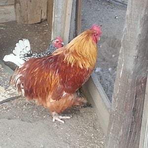 Mr. Peep, our original rooster, who is a cochin mix.  He is about 6 years old.  2012