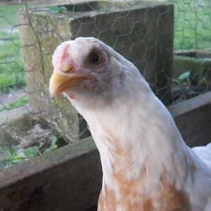 My sex link pullet "Aflac," about to peck the camera.