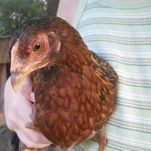 "Bandit"... she is crossed with Rhode Island Red.