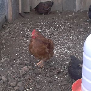 Peeta ....my other rooster
