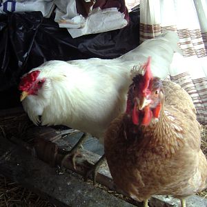 A sweet EE rooster and his New Hampshire hen,  both rehomed.