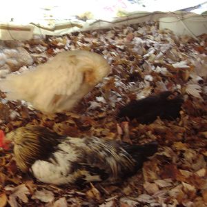 My flock liked the deep bedding of clean dry maple leaves i used in their coop in 2012 winter  :)  They nested off and on all afternoon in it  :)