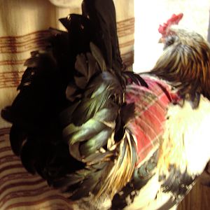 My first rooster keeping watch out the window with his comfey saddle
