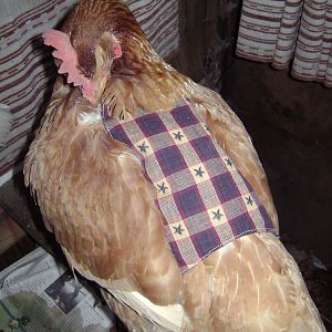 "ol red" a new hampshire i rehomed. She was too food agressive for my EE's, and kept them away from the feed. She was sweet otherwise.
