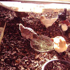I kept a big dish for to throw whatever greens i could get at the store as well.......they really enjoyed this!