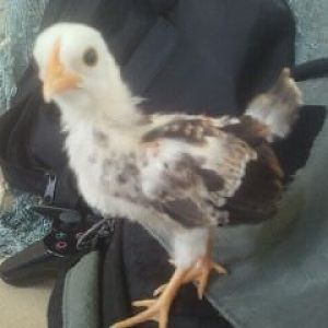 My little Serama. I named it Pincho I think it's a Roo not to sure yet