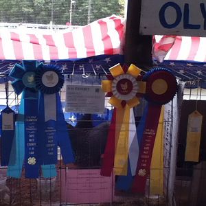 I had participated in showmanship during the 4-H fair and it was my first year. Here is a pic of the cage my Barred Rock Bantams were in. I won First Place, Grand Champion Showmanship, Grand Champion Hen, and Reserve Champion Rooster.