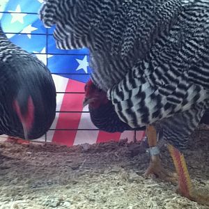 My rooster has beautiful coloring of his tail feathers