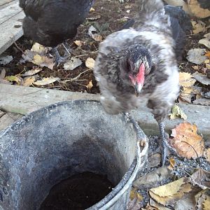 the pail is empty