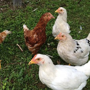 our older flock