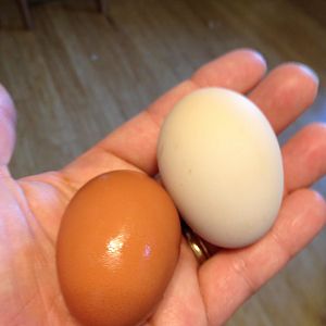 yay eggs!