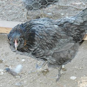 OE pullet (BCM X Ameraucana)