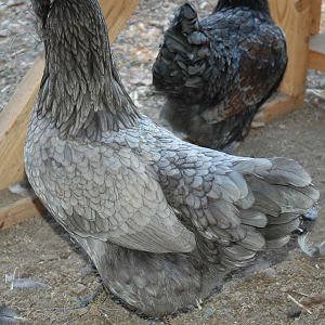 OE Pullet (BCM X Ameraucana)