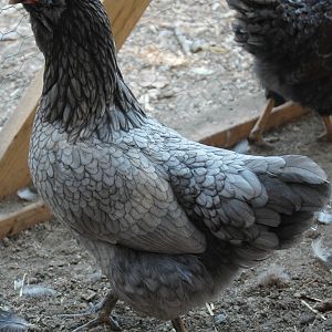 OE pullet