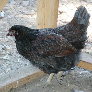 DLBB Pullet