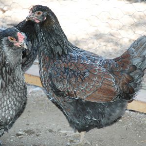 OE Pullet, DLBB pullet