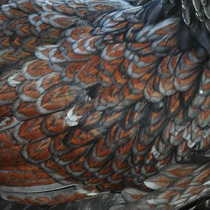 Double Laced Blue Barnie Pullet
