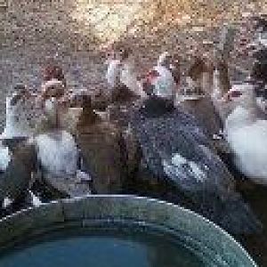 Box of Chocolates.  Black/white & Chocolate drakes.  Lilac, chocolate, gray and buff ducks,  Think all are white head.  Mostly Pied.