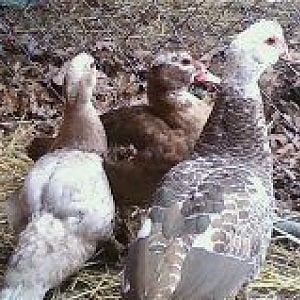 Buff on left  and cholates - all ducks.