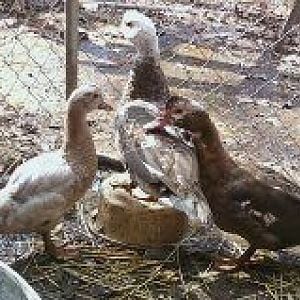 Buff n chocolate duck trio different view.