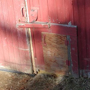 Chicken door in barn door
