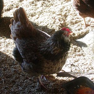 Clemence. 21 1/2 week old Salmon Faverolle. red comb. We think she laid the first (and only to date) 2 eggs we got. One a week ago and one 3 days ago.