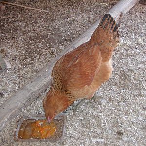 Andromeda. 21 1/2 week old Easter Egger. no red comb.