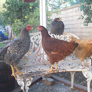 Our Flock! From left to right: Speckles, Barred Rock cockerel; Peep, Rhode Island Red pullet; Lady Lacey, Barred Rock pullet; Sunny, Buff Orpington pullet!!