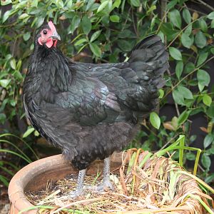 Beetle the Australorp 21 weeks old