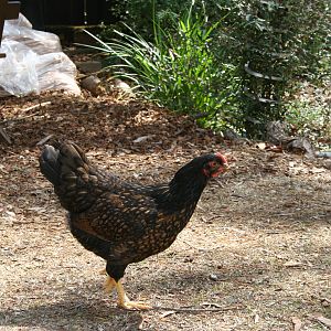Barnie the Barnevelder 21 weeks old