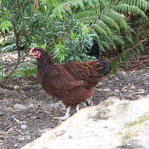 Ladybird the Rhode Island Red 21 weeks old