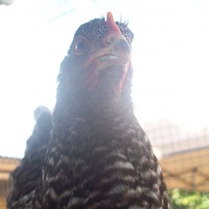 Lady Lacey, Barred Rock pullet