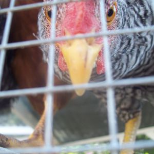 Speckles, Barred Rock cockerel