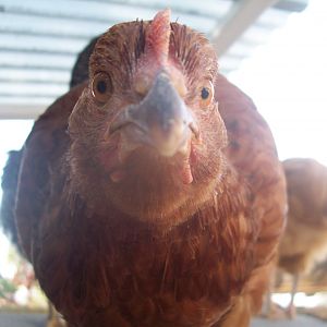 Peep, Rhode Island Red pullet